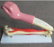 肘關(guān)節(jié)活動(dòng)模型